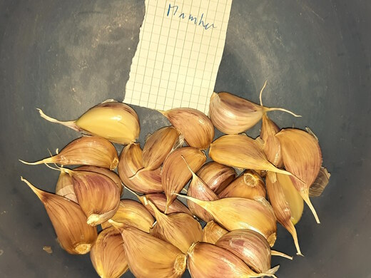 Česnek