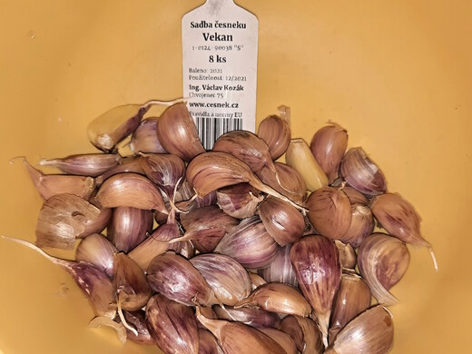 Česnek Vekan