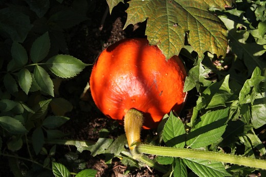 dynova_hokaido_polevka_IMG_7446_04.jpg